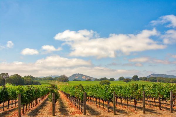 Beautiful Coastline And Renowned Vineyards! This U.S. Destination Named One Of The Best For 2025 Travel 